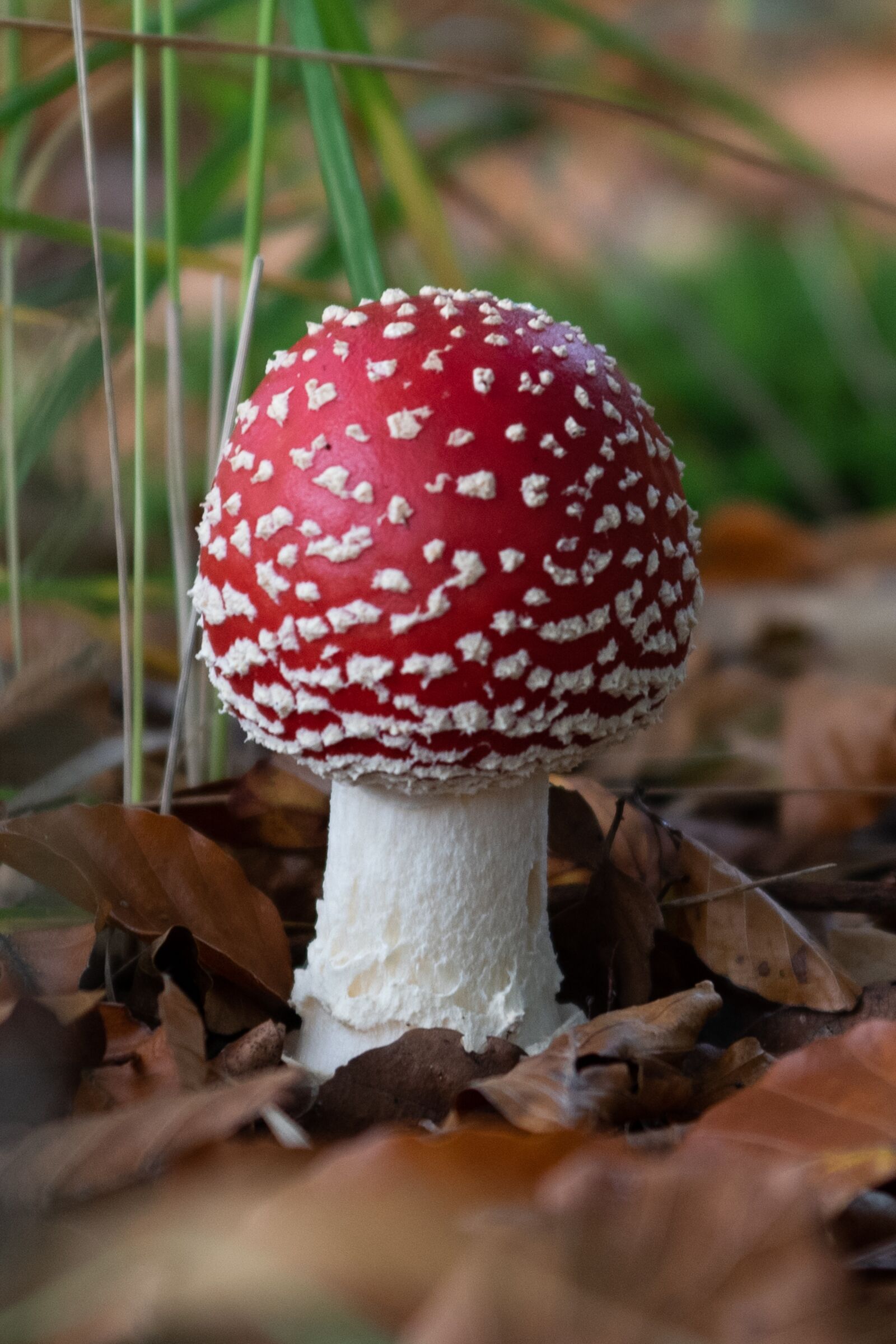 Nikon D750 sample photo. Mushroom, nature, autumn photography