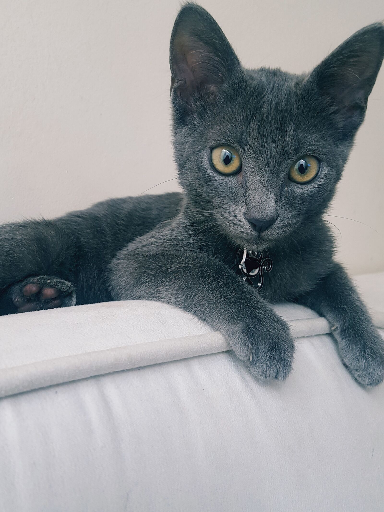Samsung GALAXY S6 edge sample photo. Cat, animal, grey photography