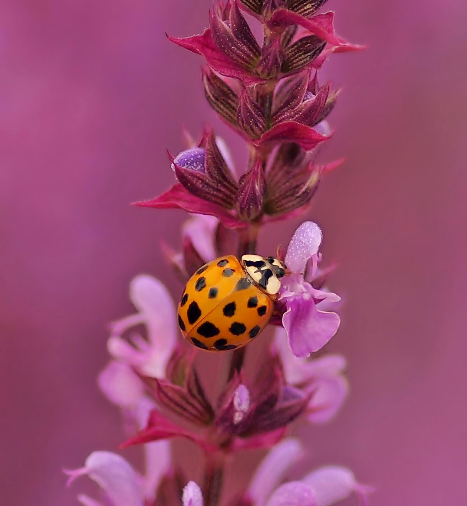 Olympus E-30 sample photo. Ladybug in sage, harmonia photography