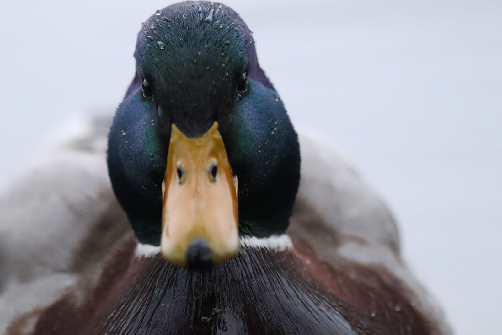 Canon EF 300mm F4L IS USM sample photo