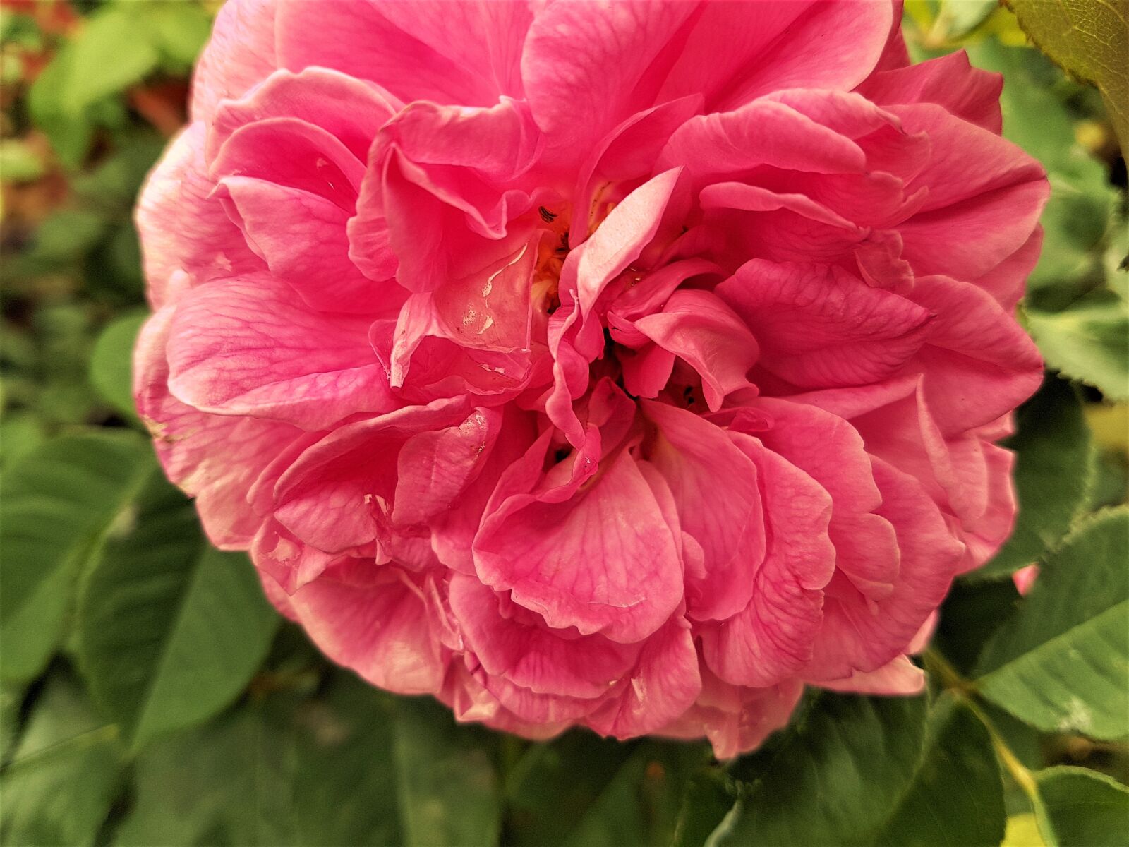 Samsung Galaxy S7 Edge sample photo. Flower, bloom, plant photography