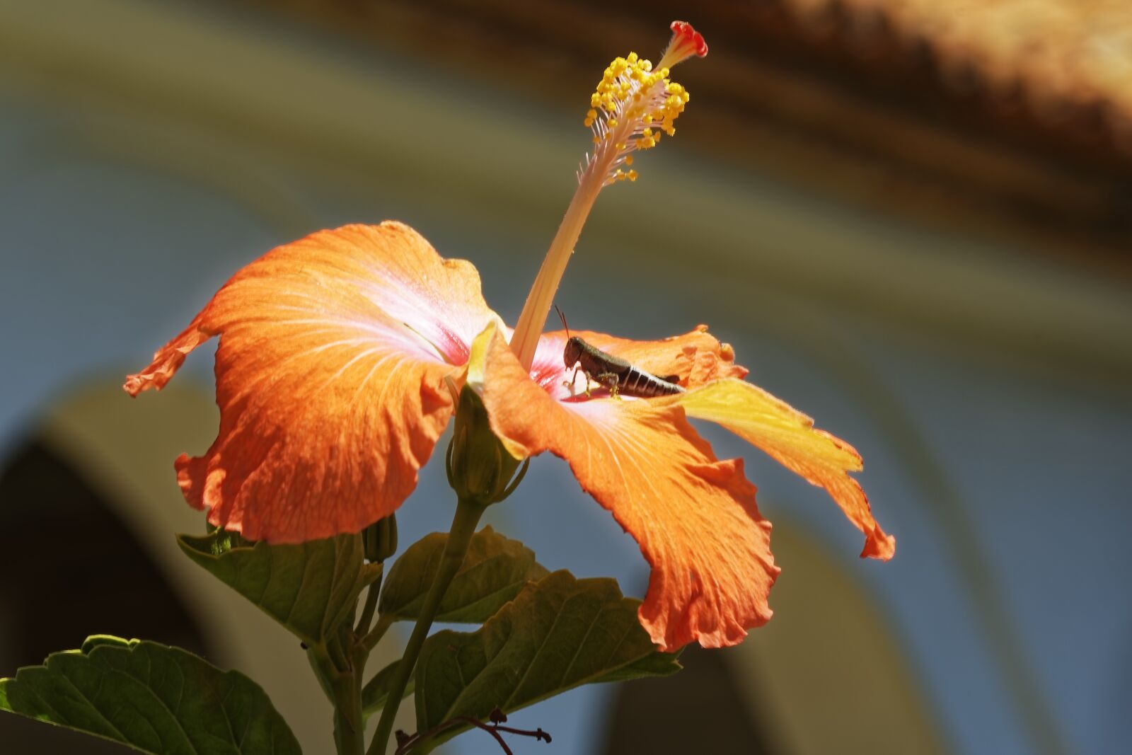 Nikon D500 sample photo. Colombia, tropics, plant photography