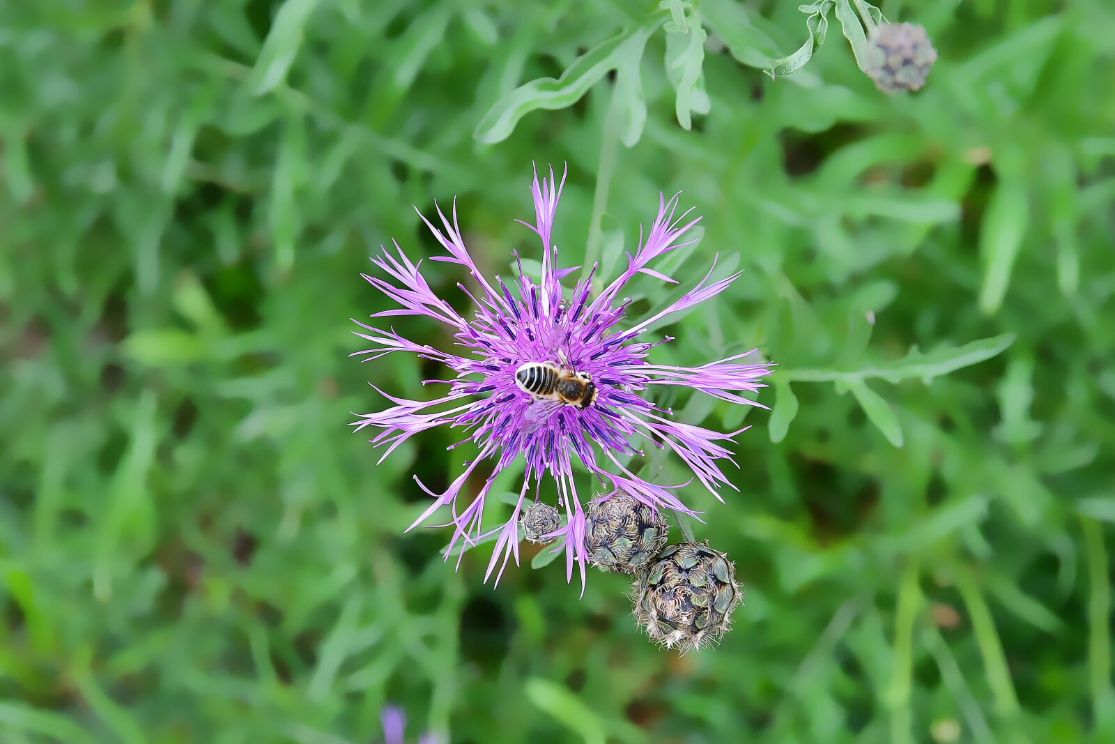 Nikon D7500 sample photo. Nature, bee, plant photography