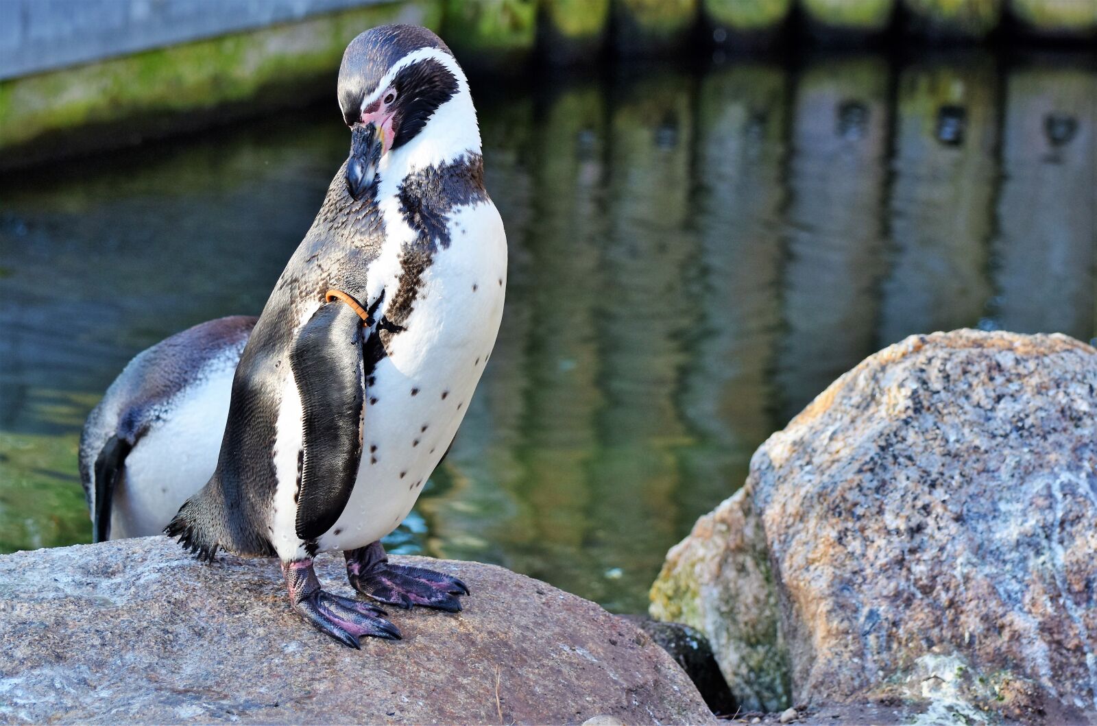 Nikon D7200 sample photo. Penguin, bird, water bird photography