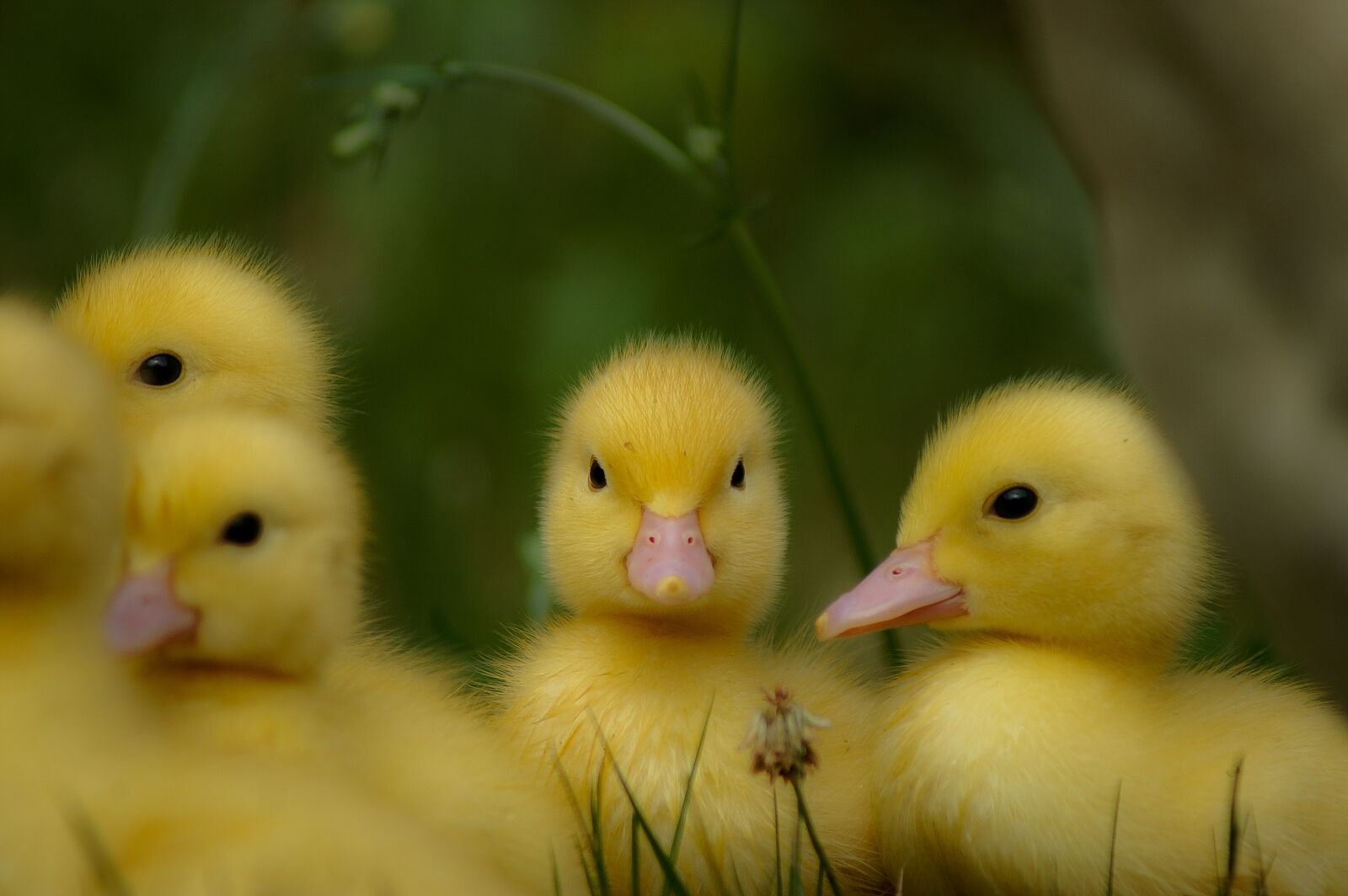 KONICA MINOLTA DYNAX 5D sample photo. Ducks, chicks, yellow photography
