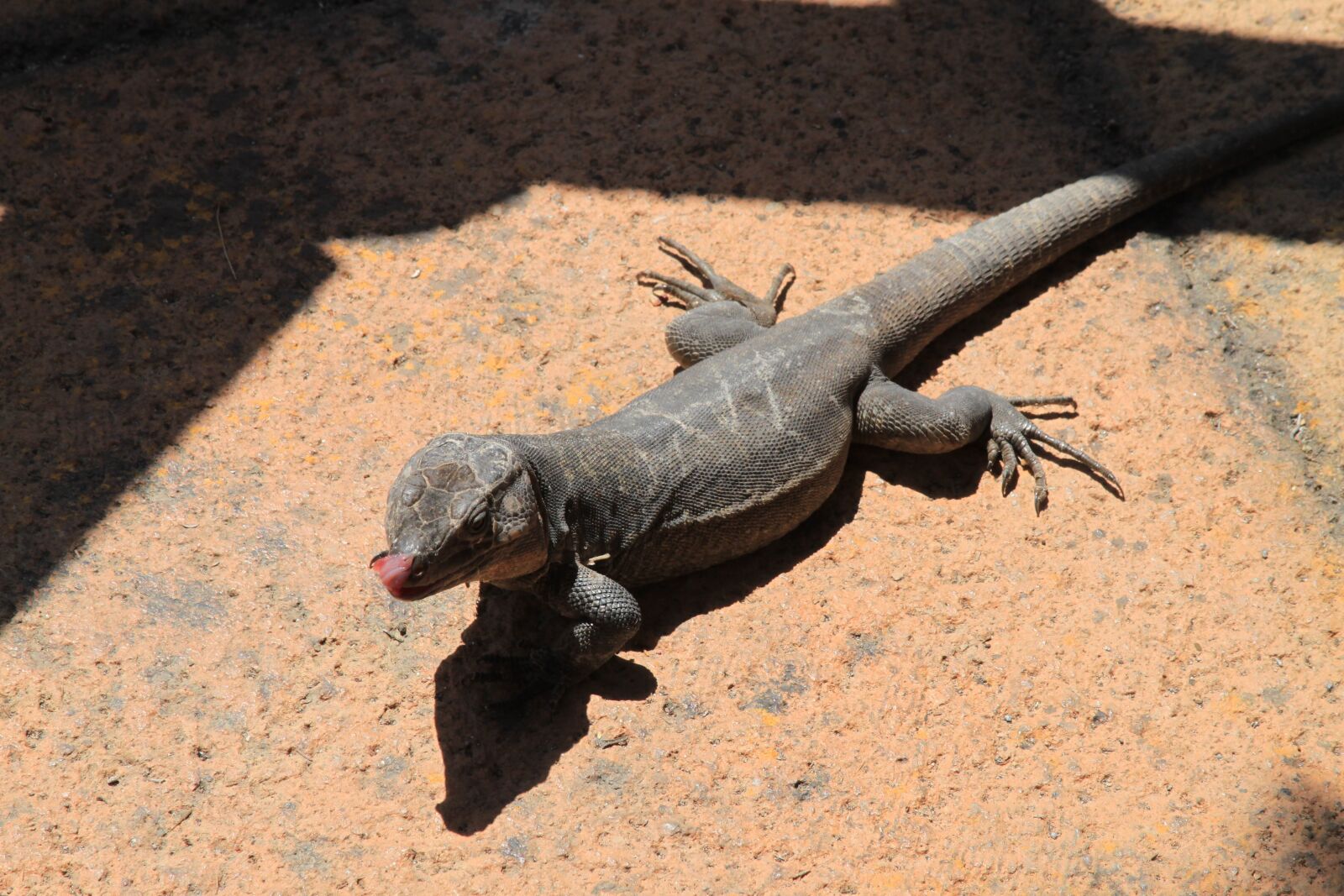 Canon EOS 500D (EOS Rebel T1i / EOS Kiss X3) sample photo. The lizard, stone, view photography