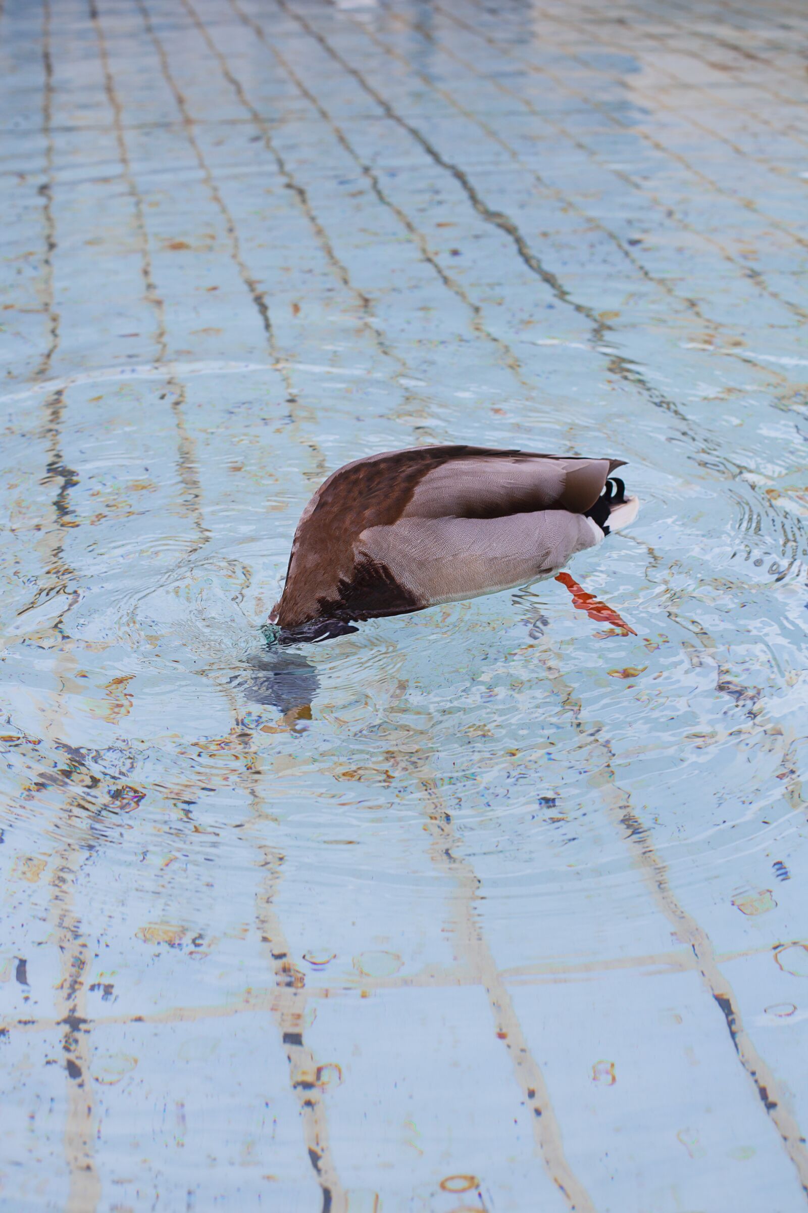 Canon EOS 5D Mark II sample photo. Duck, water, birds photography