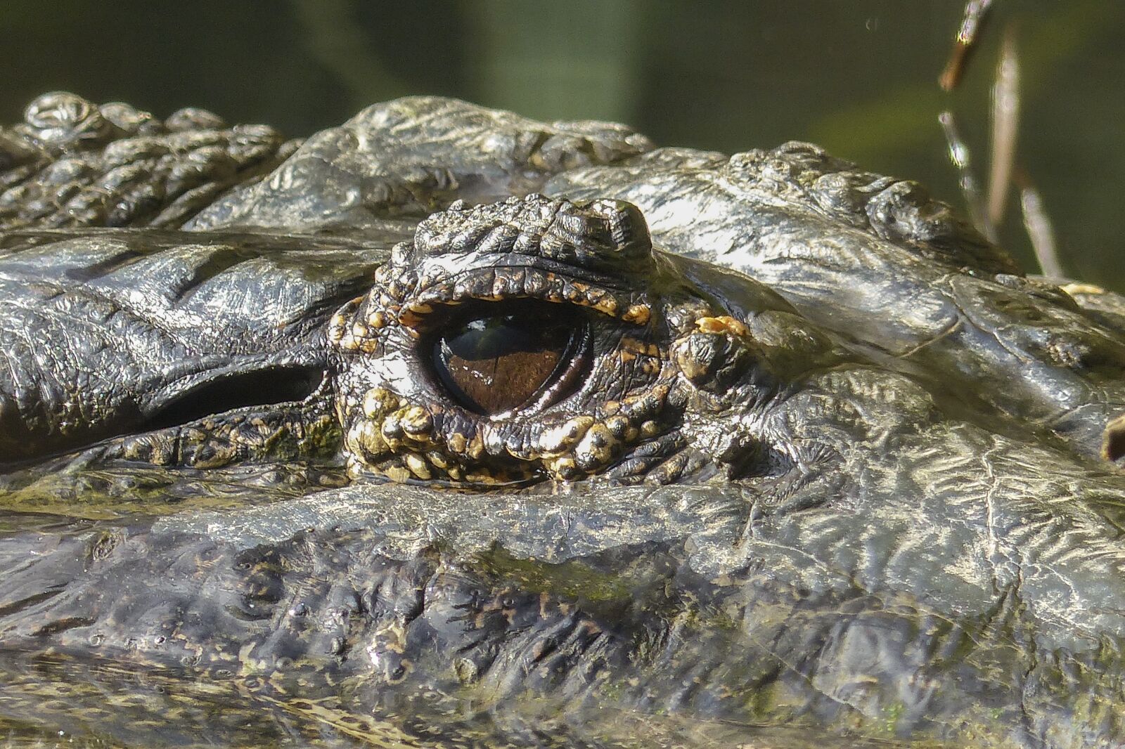 Panasonic Lumix DMC-FZ200 sample photo. Alligator, reptile, eye photography