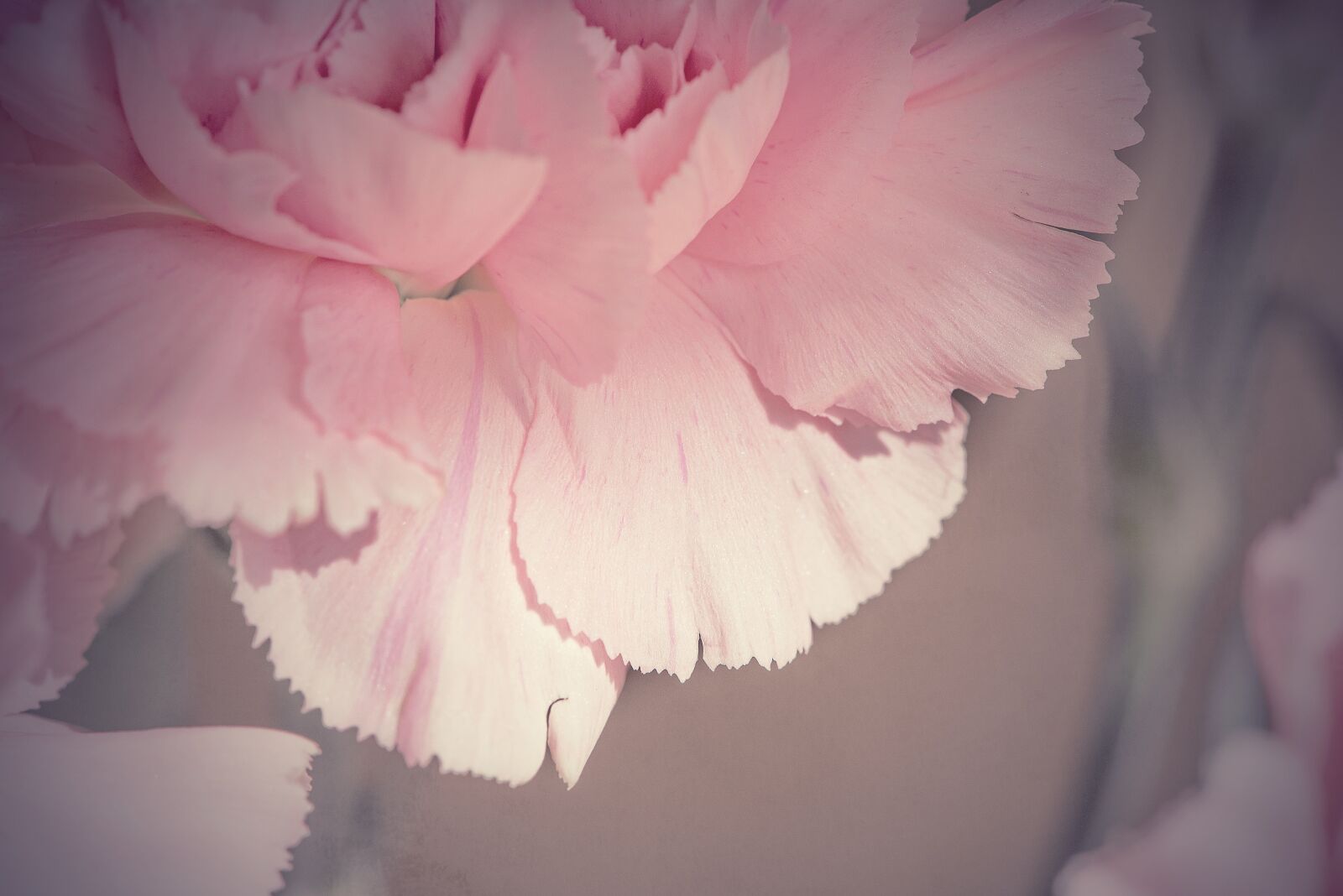 Nikon D750 sample photo. Flower, blossom, bloom photography