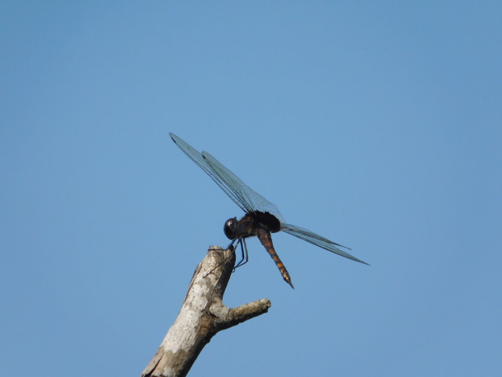 Nikon Coolpix L840 sample photo. Root, dragonfly, sky photography