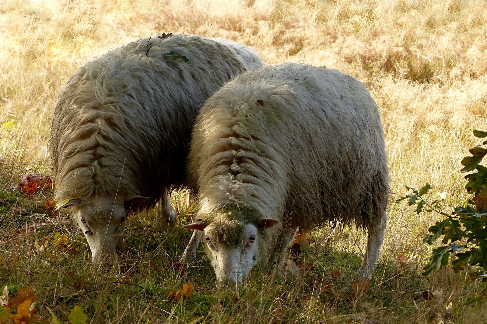 Panasonic Lumix DMC-FZ200 sample photo. Animal, livestock, sheep photography