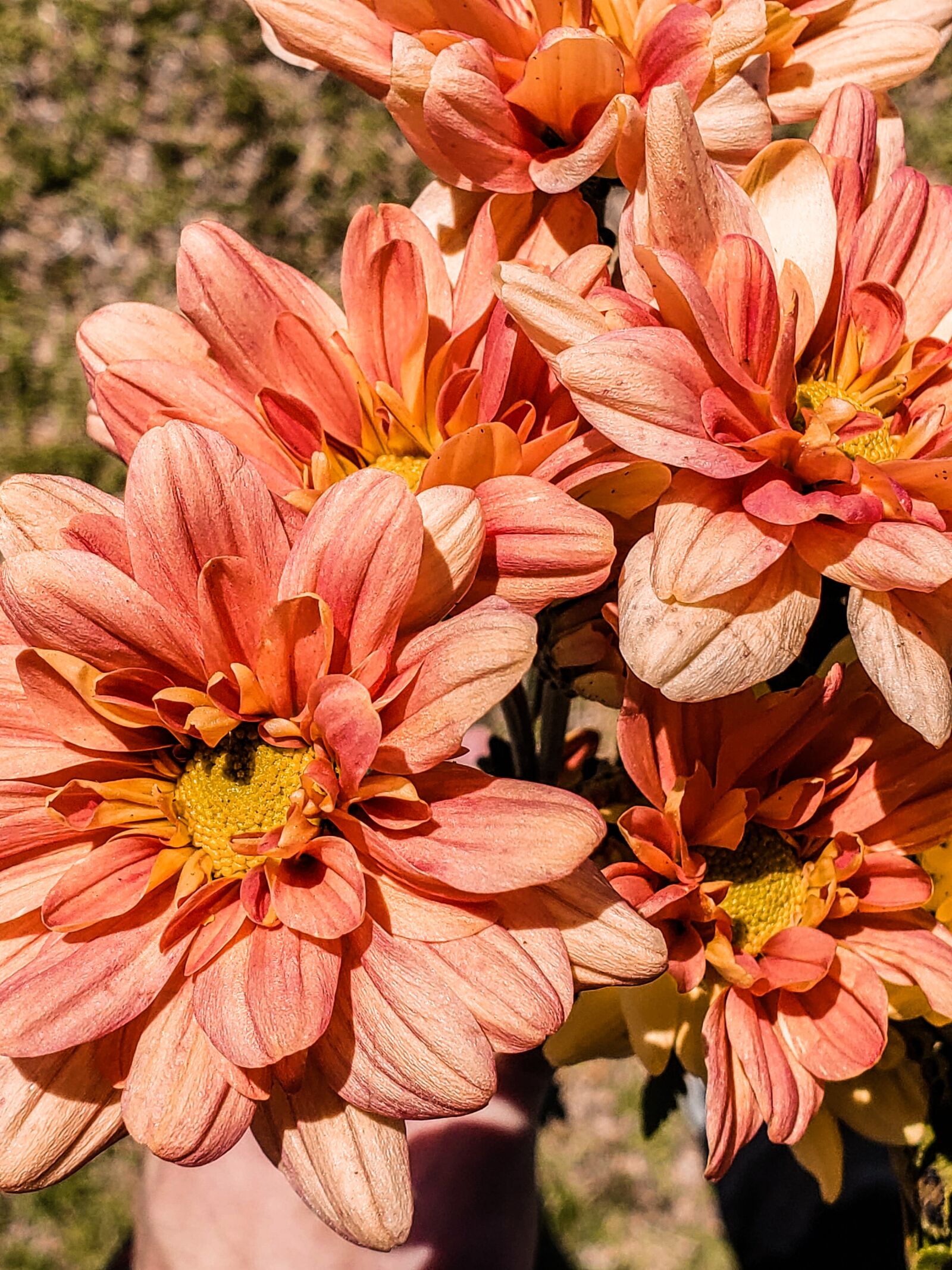 Samsung Galaxy S9+ sample photo. Flower, flowers, spring photography