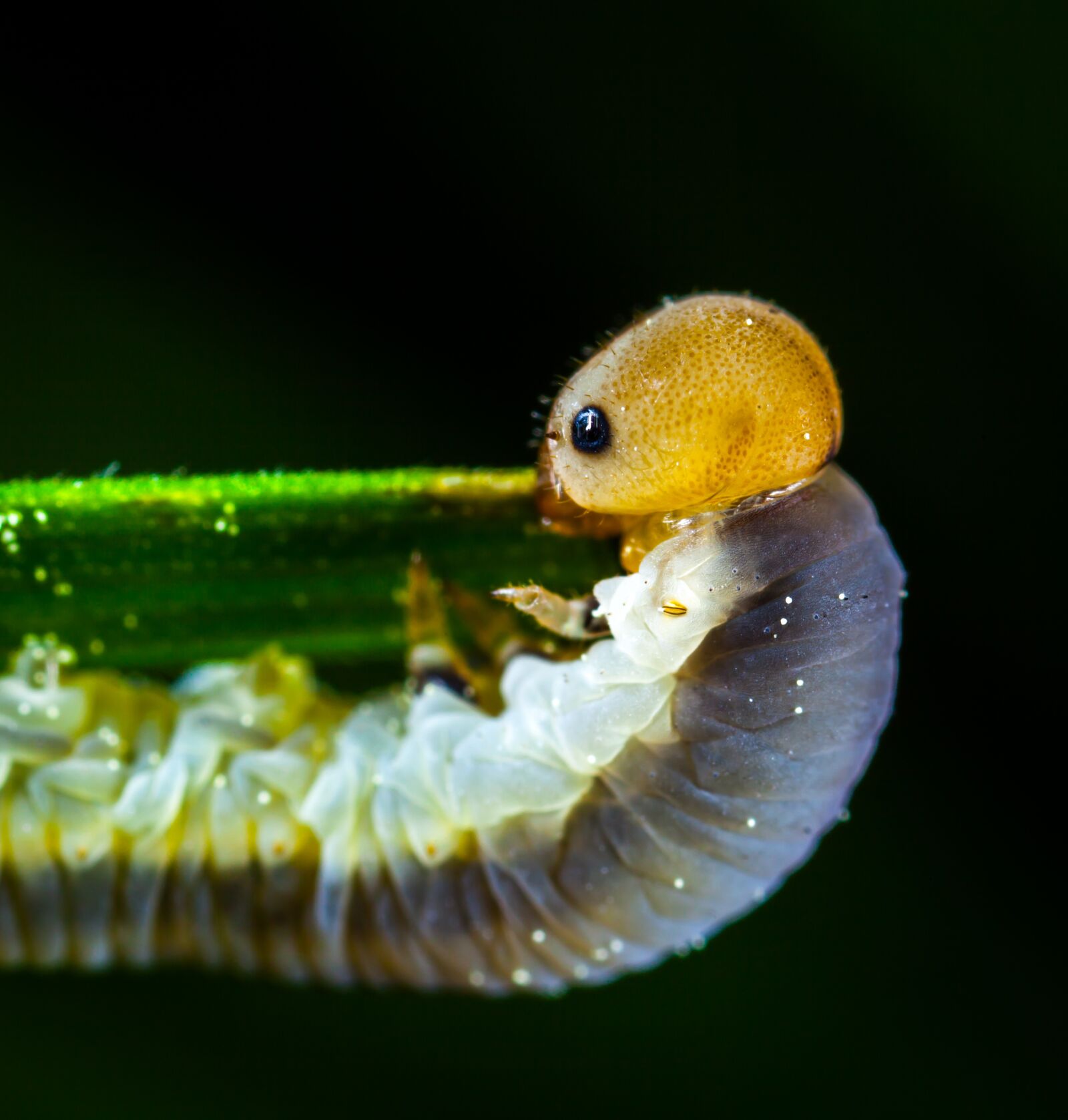 Canon EOS 5D Mark II + Canon MP-E 65mm F2.5 1-5x Macro Photo sample photo. Larva, bespozvonochnoe, insect photography