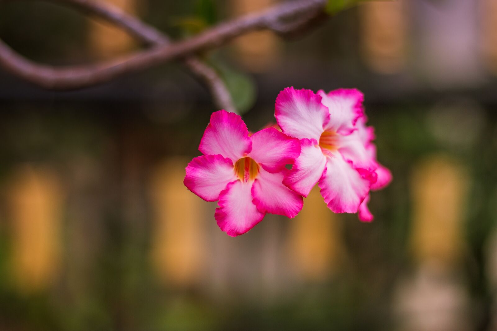 Canon EOS 700D (EOS Rebel T5i / EOS Kiss X7i) + Canon EF 50mm F1.8 STM sample photo. Invited to visit, flowers photography