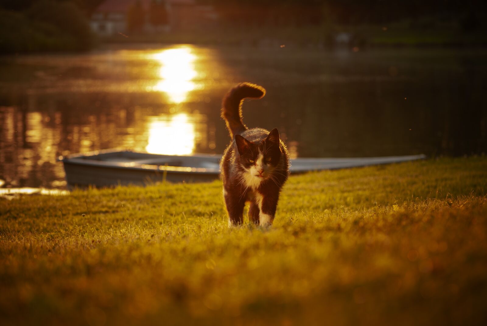 Nikon D3000 sample photo. Cat, kitten, pet photography