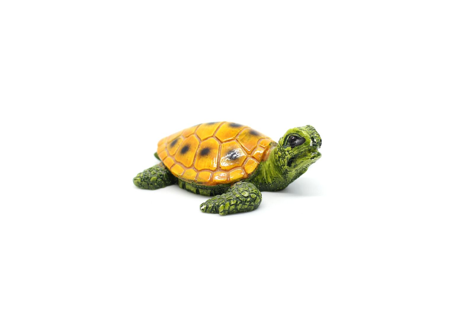 Canon EOS 60D sample photo. Tortoise, reptile, souvenir photography