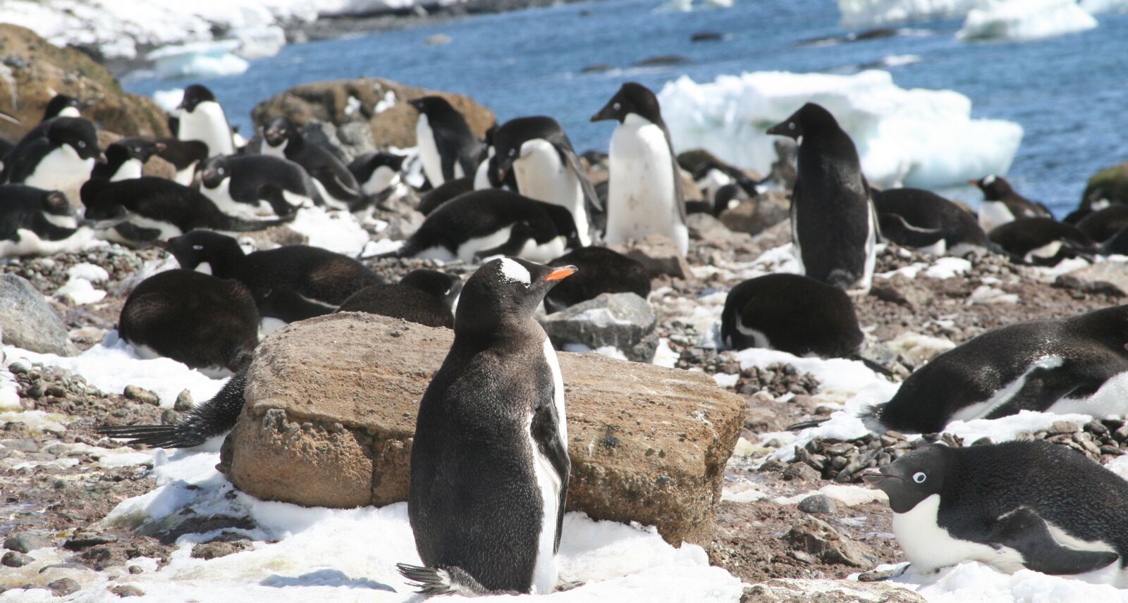 Canon EOS 400D (EOS Digital Rebel XTi / EOS Kiss Digital X) sample photo. Antarctica, penguins, penguin photography