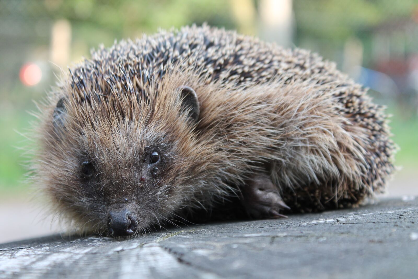 Canon EOS 1100D (EOS Rebel T3 / EOS Kiss X50) sample photo. Hedgehog, garden, animal photography