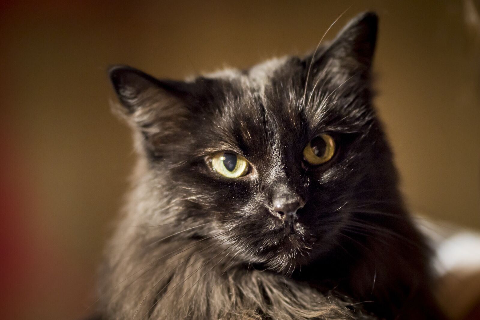 Nikon D810 sample photo. Cat, kitty, pet photography