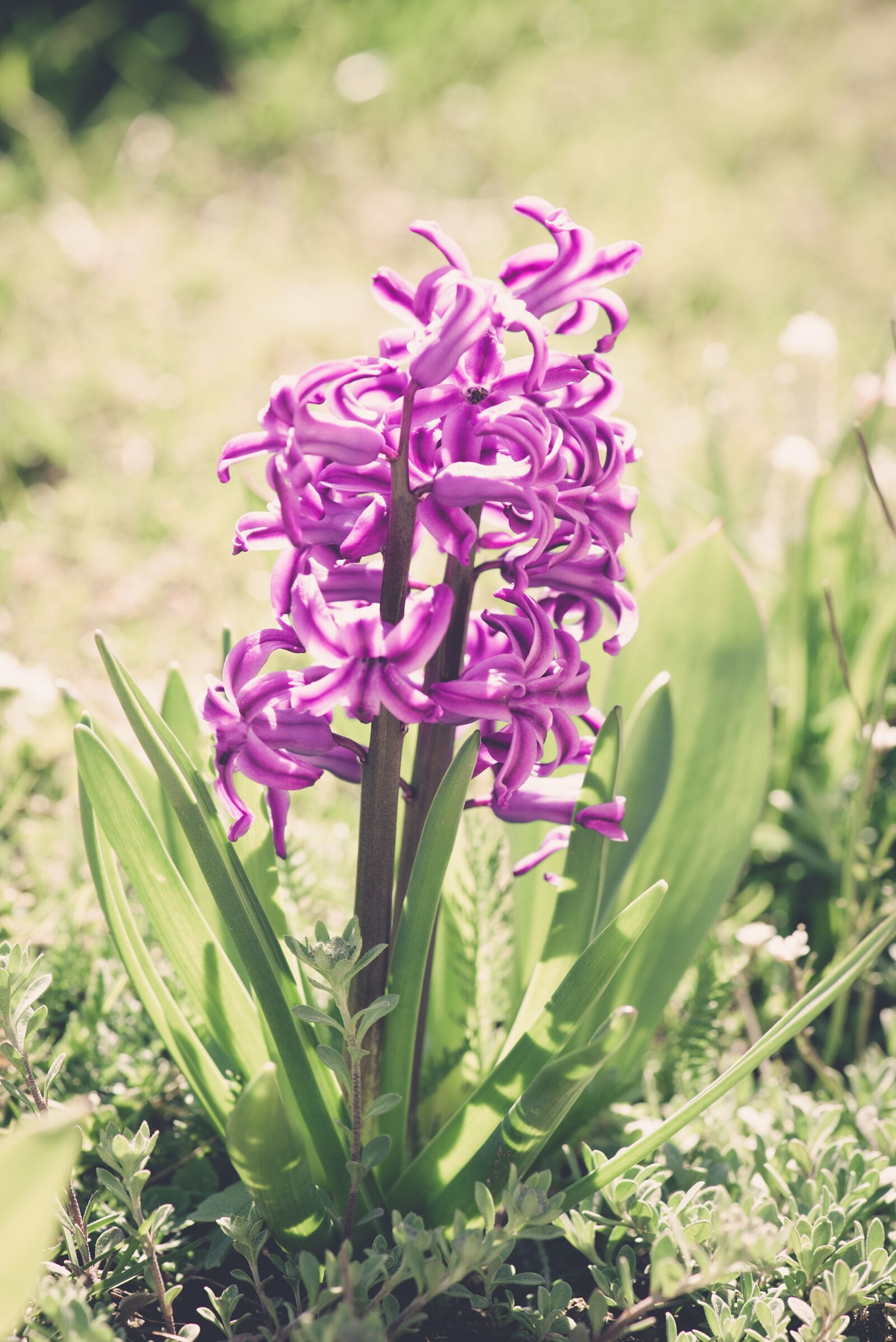 Nikon D750 sample photo. Hyacinth, flower, blossom photography