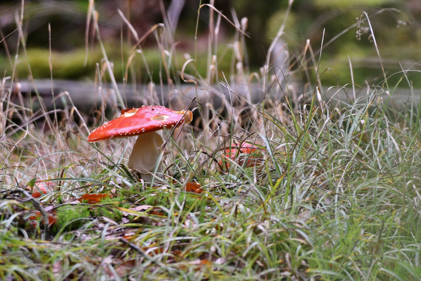 Nikon D500 sample photo. Mushroom, red, autumn photography