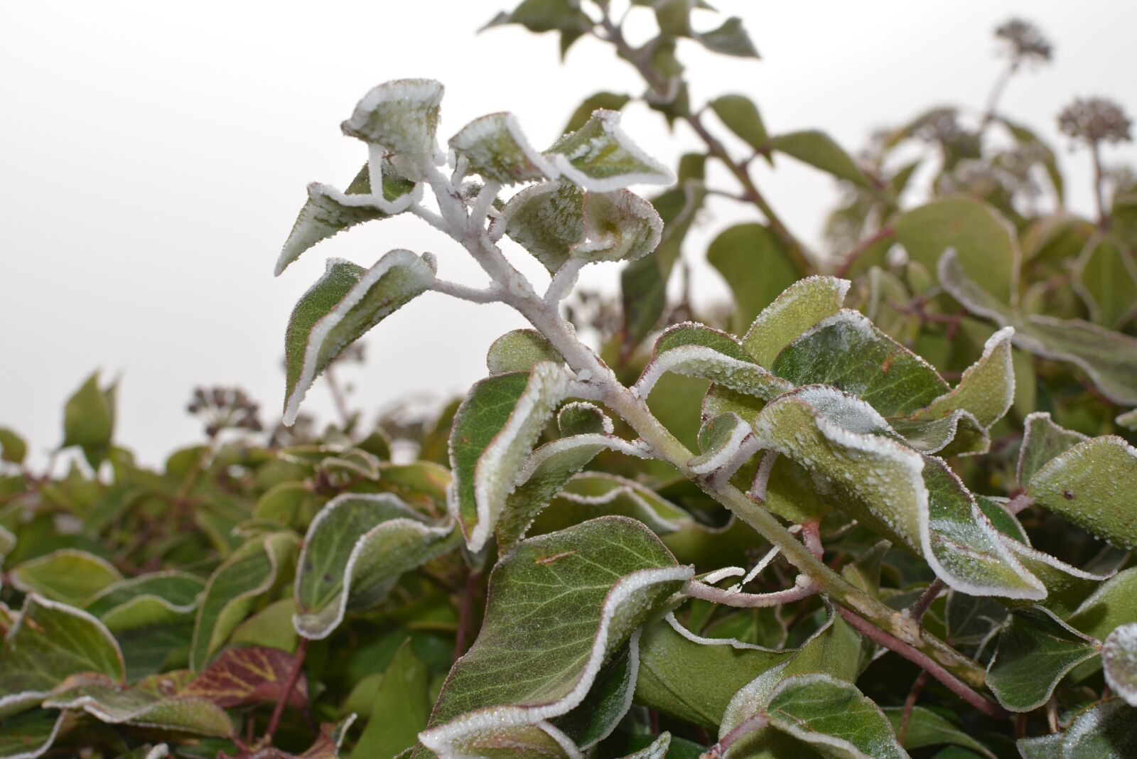 Nikon D5200 sample photo. Frost, winter, ice photography