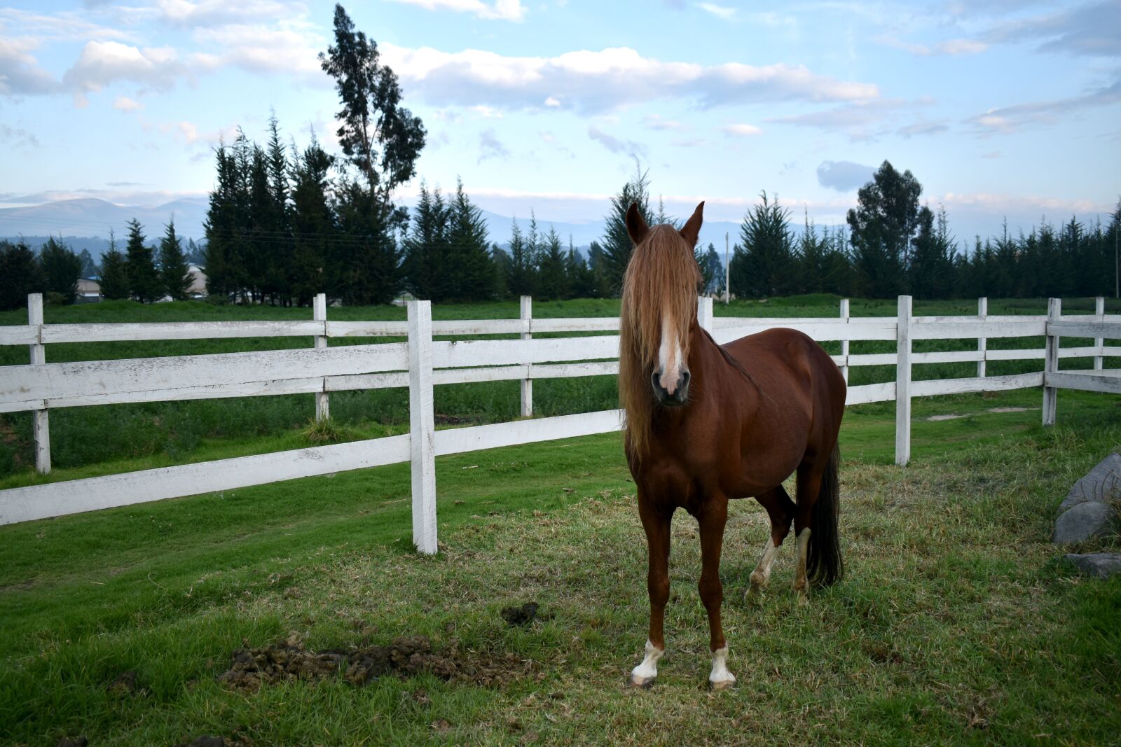 Nikon D3500 sample photo. Horses, nature, horse photography