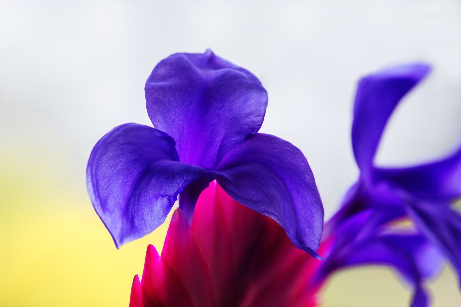 Nikon D7200 sample photo. Bromeliad, exotic, flower photography