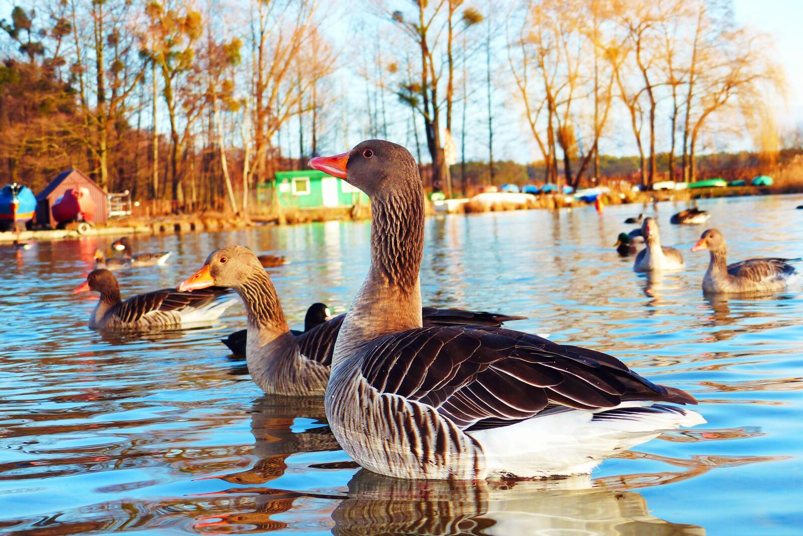 Panasonic Lumix DMC-FZ200 sample photo. Goose grey goose, water photography