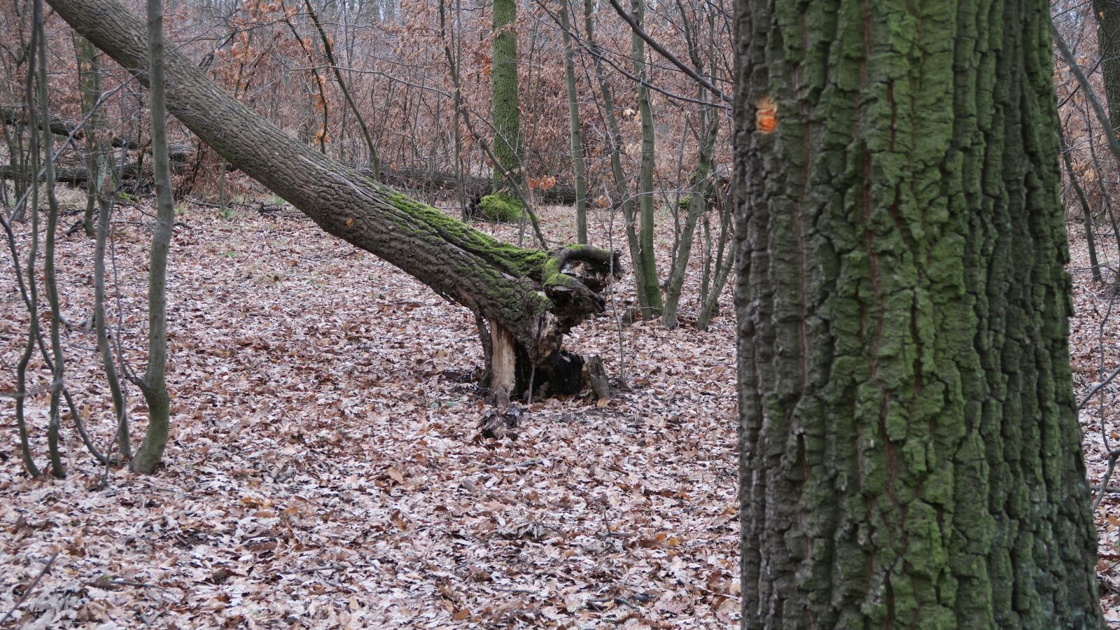 Canon PowerShot G7 X sample photo