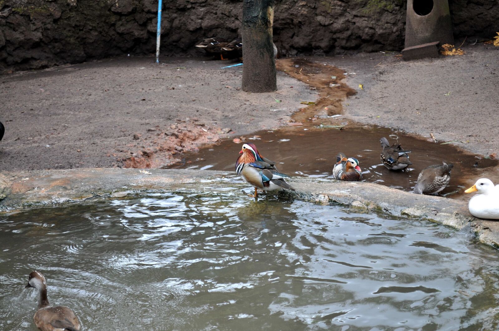Nikon D5000 sample photo. Colorful, decorative, forest, duck photography