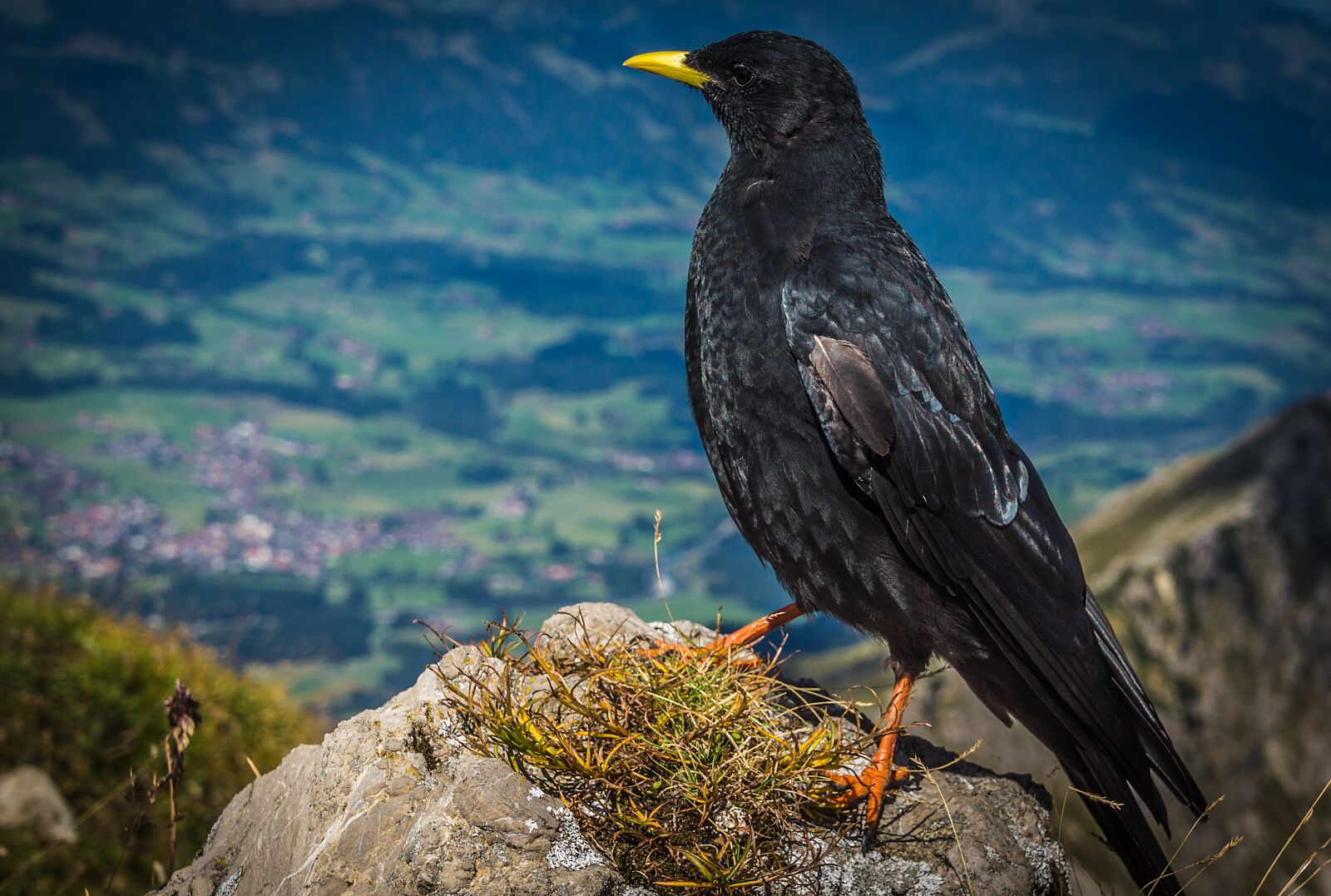 Sony SLT-A77 + DT 18-270mm F3.5-6.3 SSM sample photo. Chough, birds, alpine photography