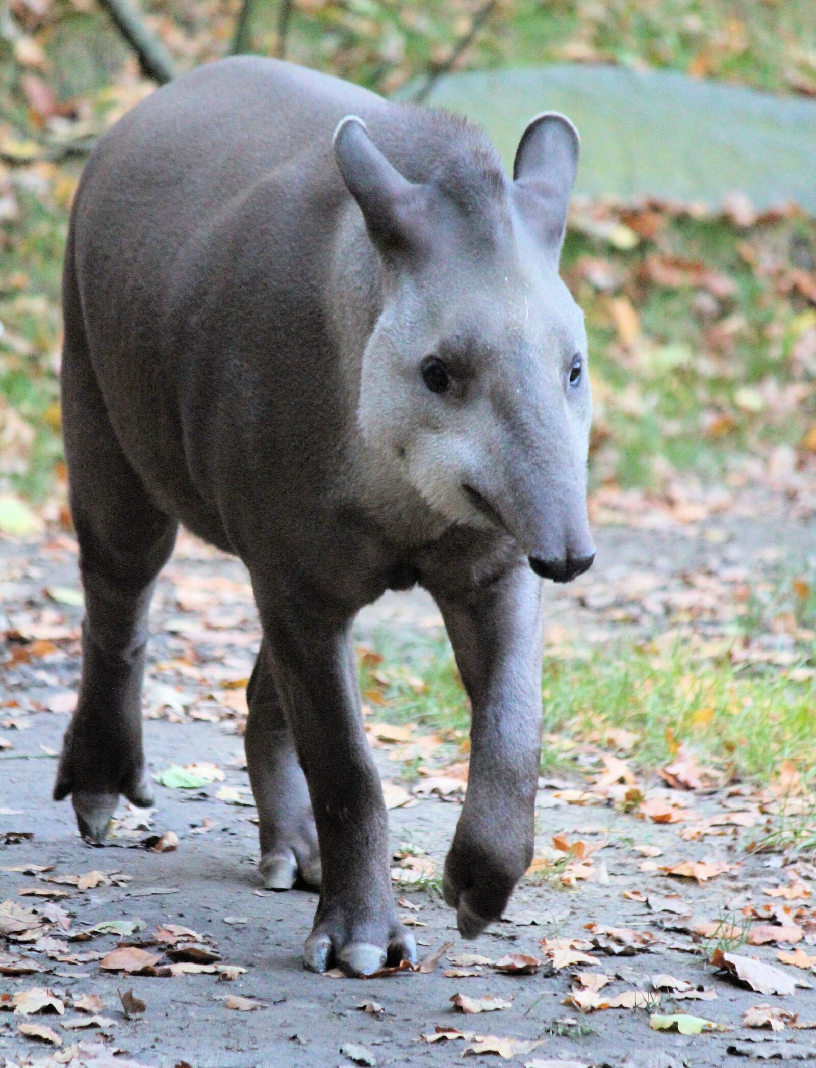 Canon EOS 550D (EOS Rebel T2i / EOS Kiss X4) sample photo. Tapir, the south american photography