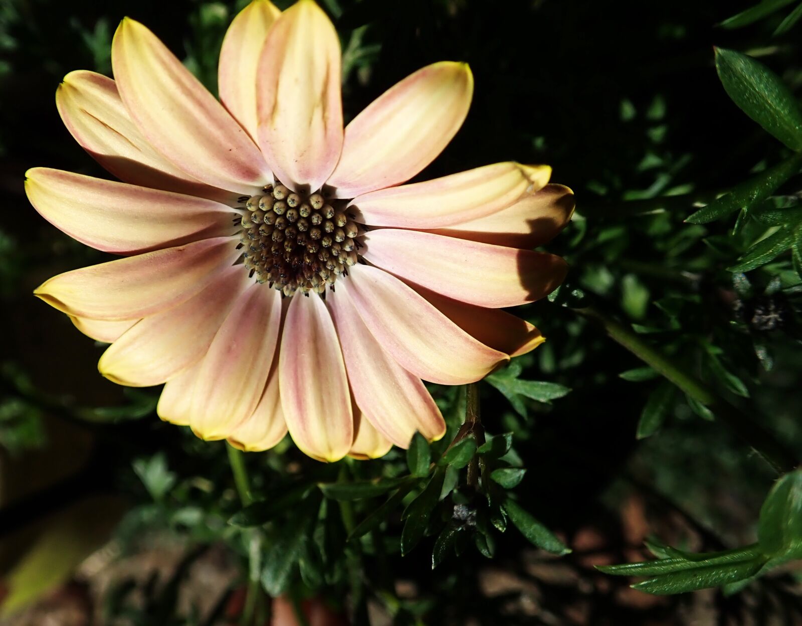Olympus TG-5 sample photo. Daisy, flower, spring photography