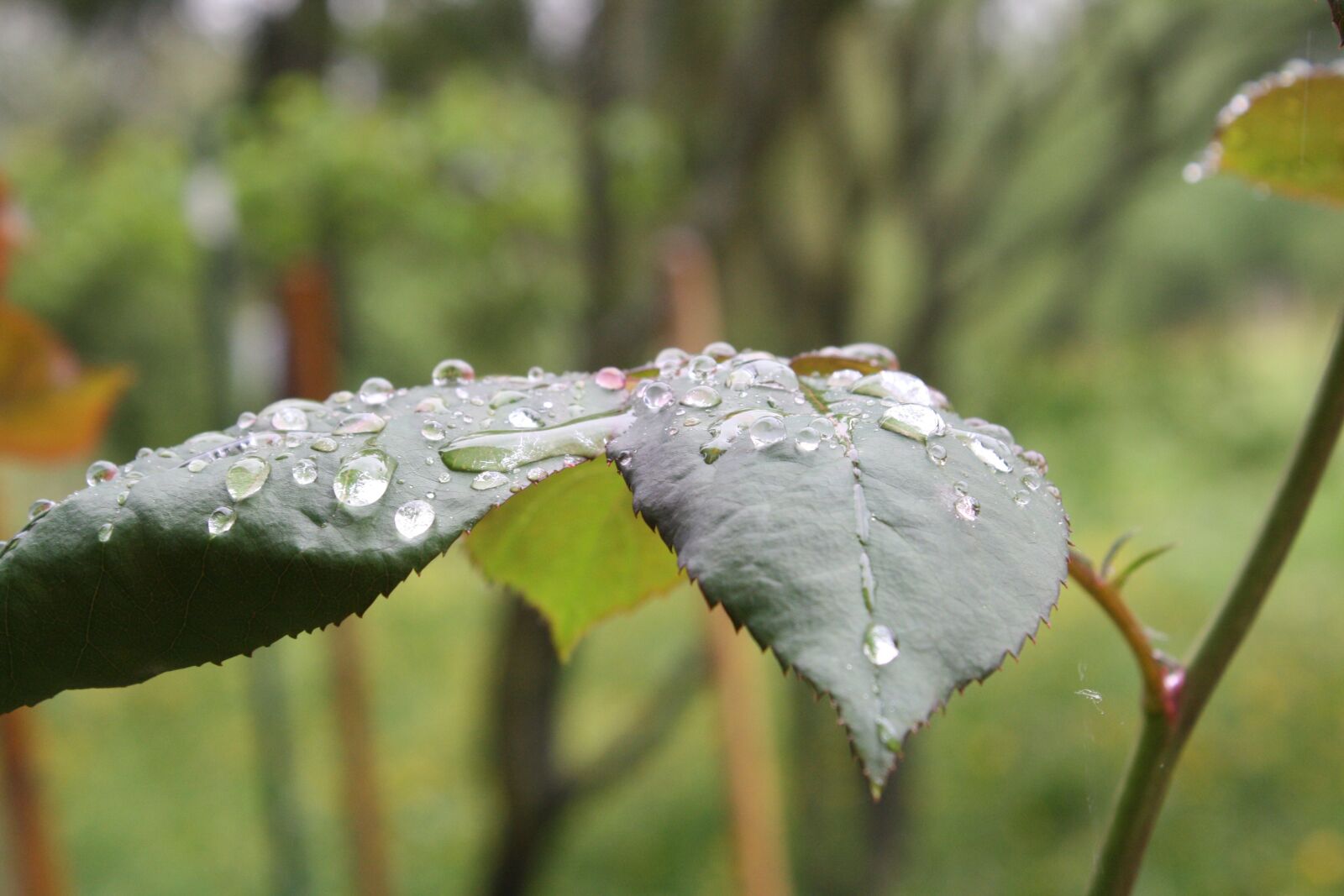 Canon EOS 1000D (EOS Digital Rebel XS / EOS Kiss F) sample photo. Rosenblatt, nature, rain photography