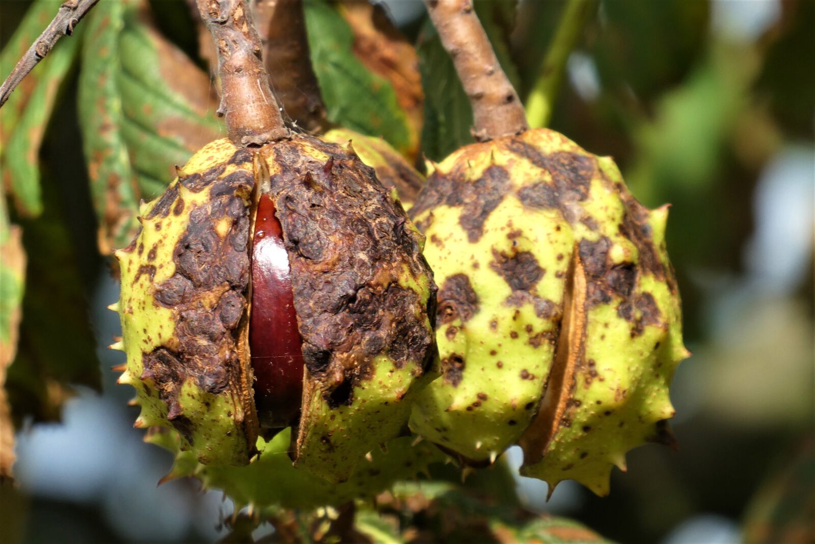 Panasonic Lumix DC-ZS70 (Lumix DC-TZ90) sample photo. Horse chestnuts, fruits, tree photography