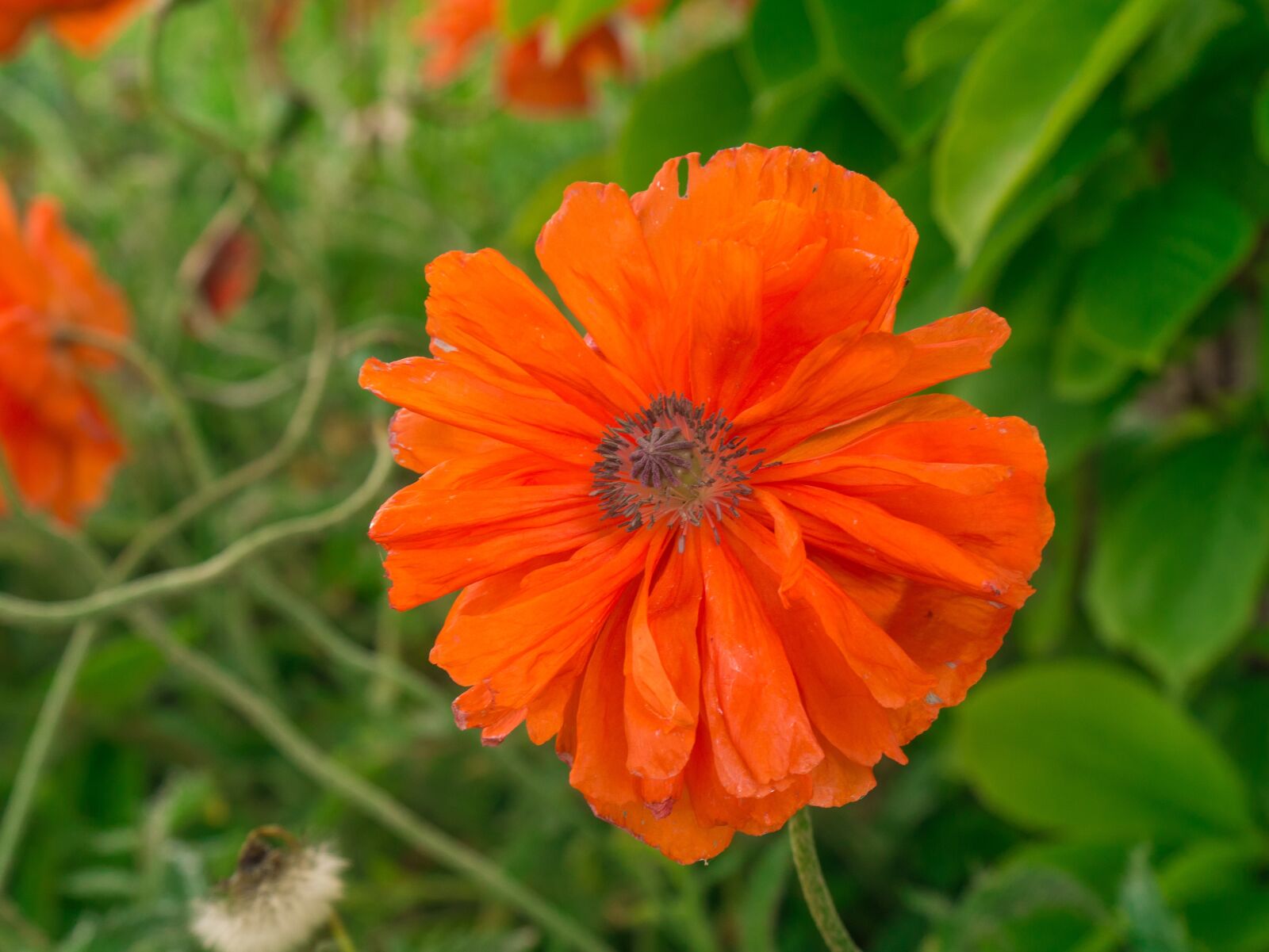 Panasonic DMC-G81 sample photo. Flower, poppy, red photography