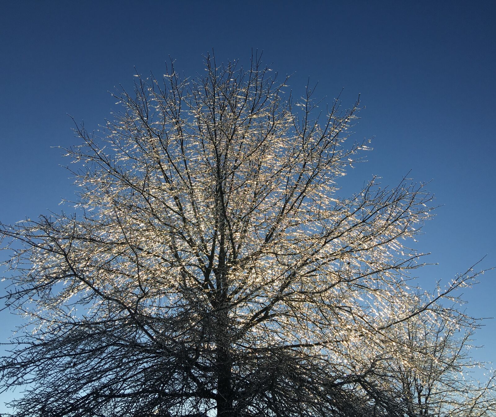 Apple iPhone 6s Plus sample photo. Tree, icy, frozen photography
