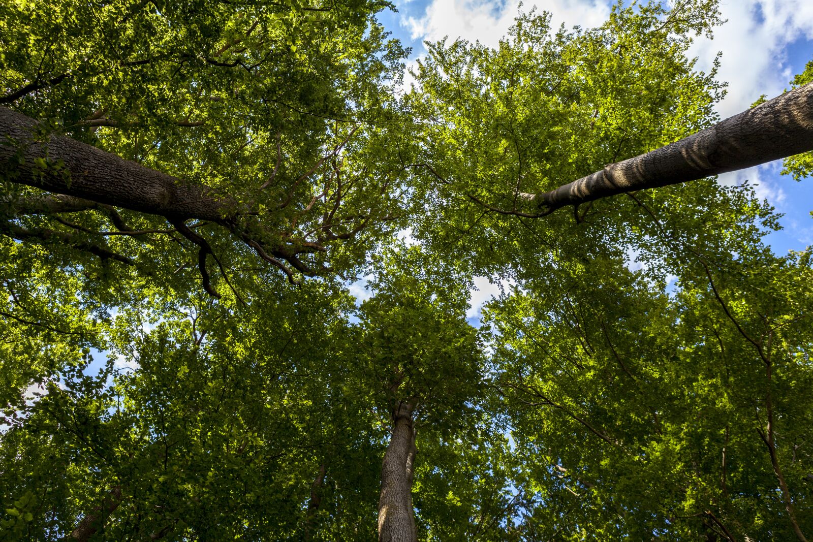 Canon EOS 5D Mark II sample photo. Forest, tree, summer photography