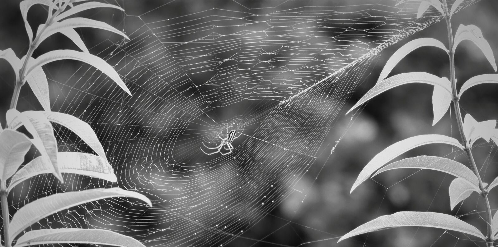 Nikon Coolpix B700 sample photo. Black and white, garden photography