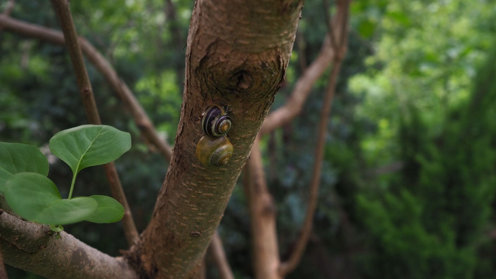 Olympus OM-D E-M10 III + Olympus M.Zuiko Digital 17mm F1.8 sample photo. Snails, tree, photo photography