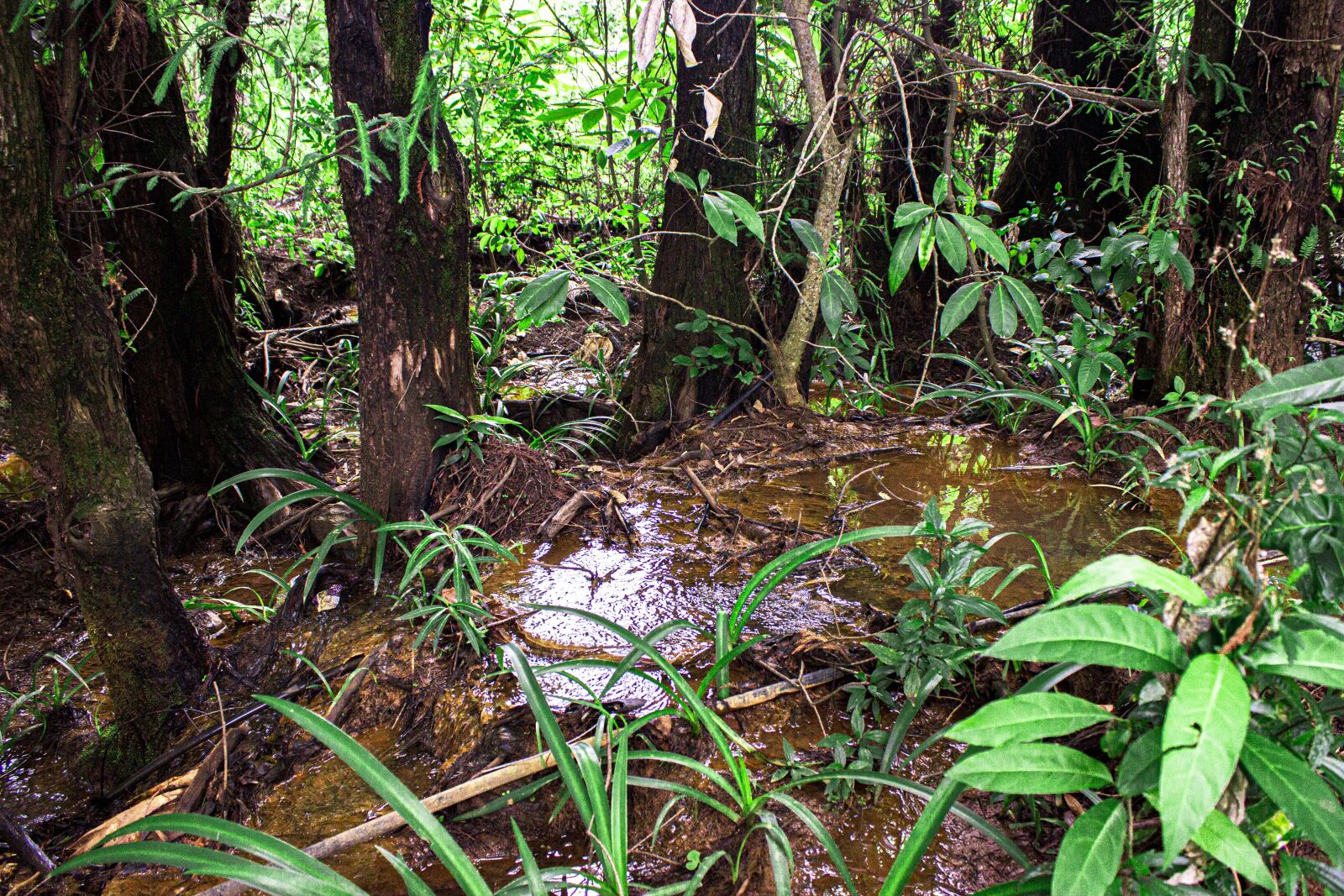 Canon EOS 600D (Rebel EOS T3i / EOS Kiss X5) sample photo. Landscape, water, nature photography