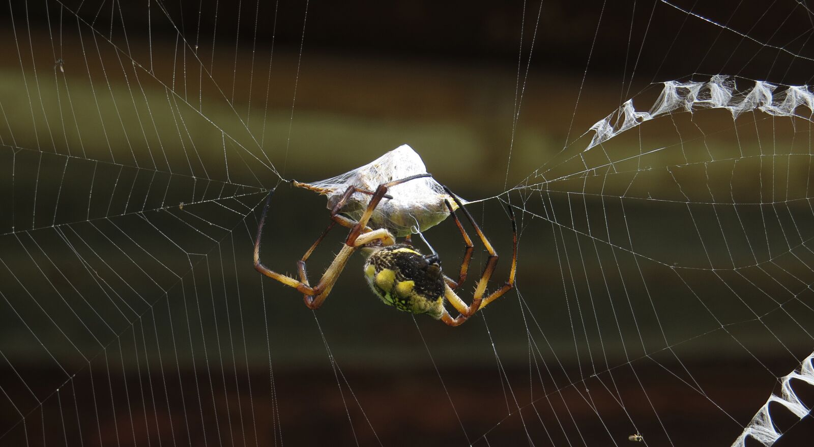 Canon PowerShot SX50 HS sample photo. Hunter, spider, macro photography