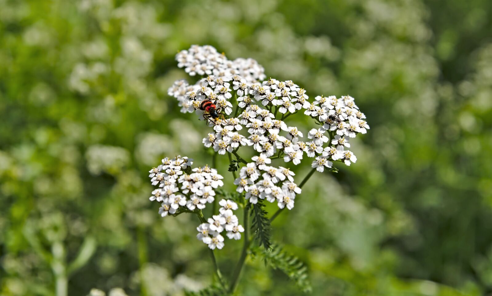 Nikon D750 sample photo. Summer meadow, yarrow, bees photography