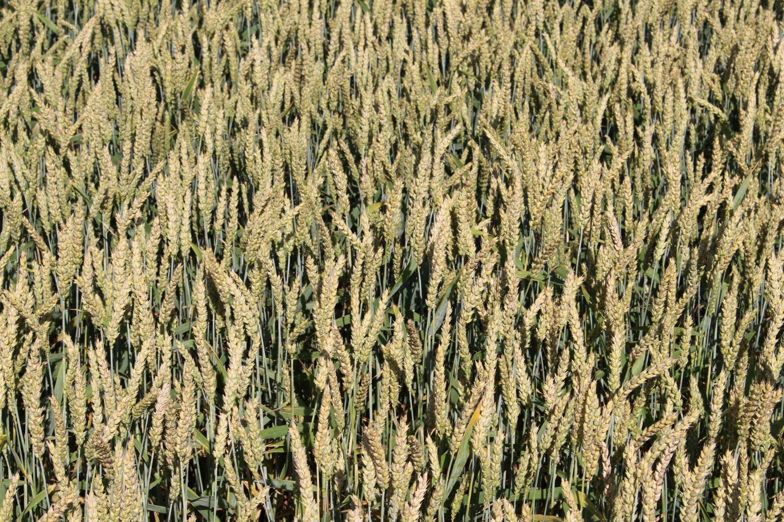 Canon EOS 100D (EOS Rebel SL1 / EOS Kiss X7) sample photo. Wheat, field, cereals photography