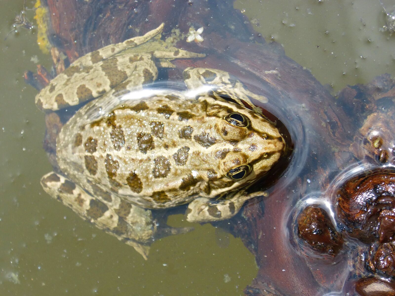 Panasonic DMC-FZ62 sample photo. Frog, batrachian, pond photography