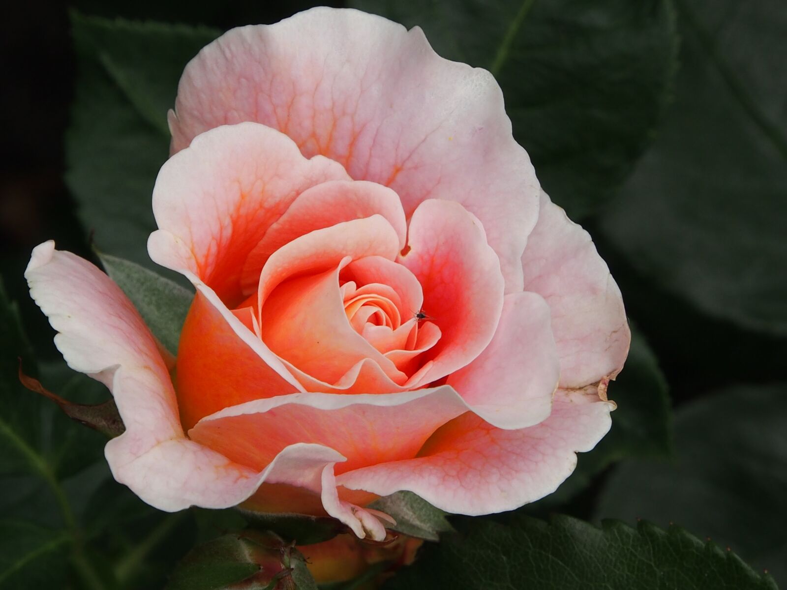 Olympus OM-D E-M5 sample photo. Rose, marie height, apricot photography