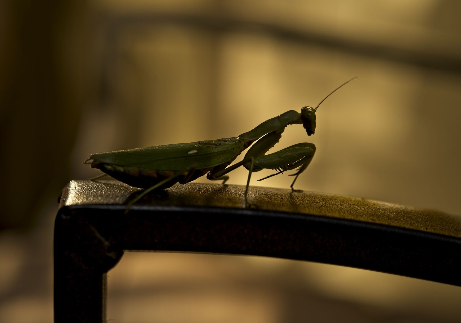 Sony FE 24-105mm F4 G OSS sample photo. Mantis, insect, silhouette photography
