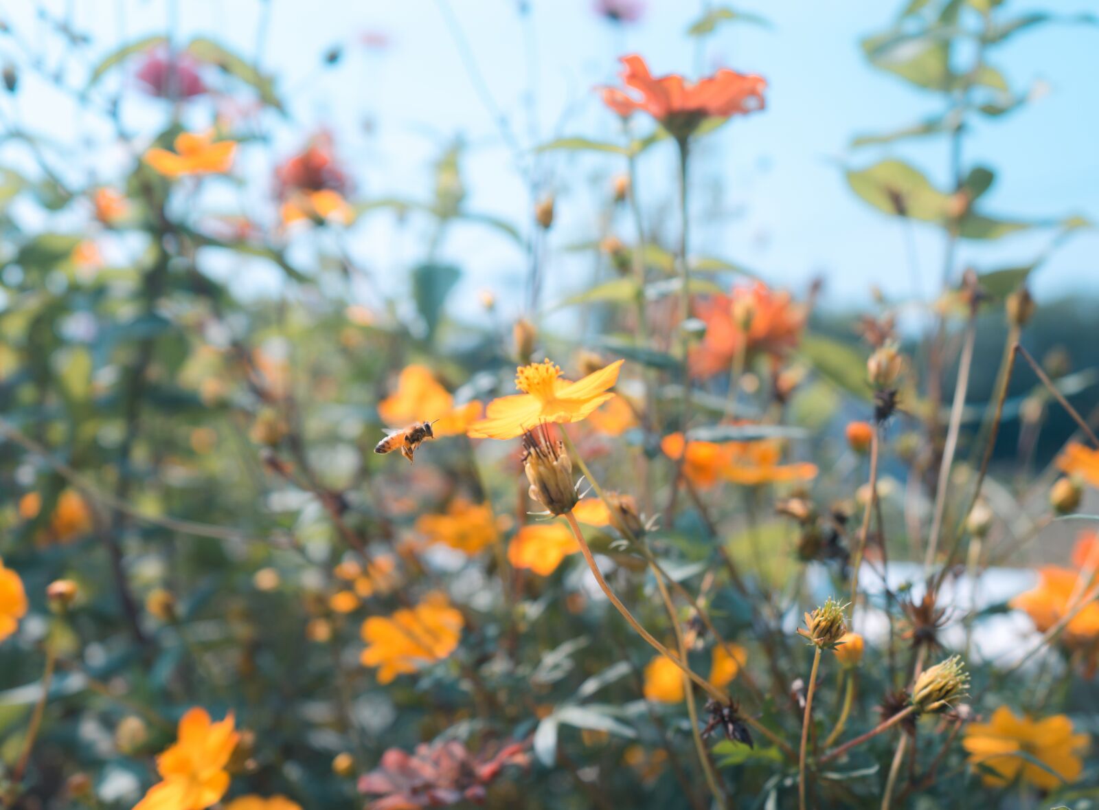 Sony FE 28-70mm F3.5-5.6 OSS sample photo. Bee, flower, honeybee photography