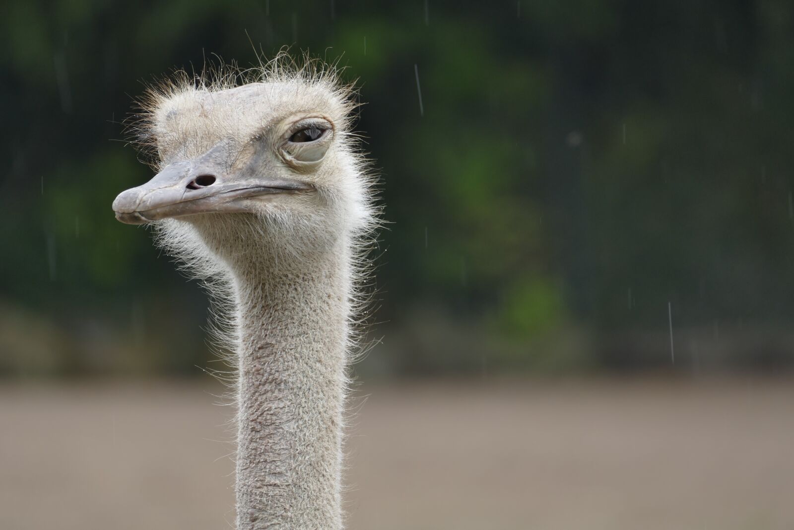 Panasonic Lumix DMC-FZ1000 sample photo. Ostrich, animal, zoo photography